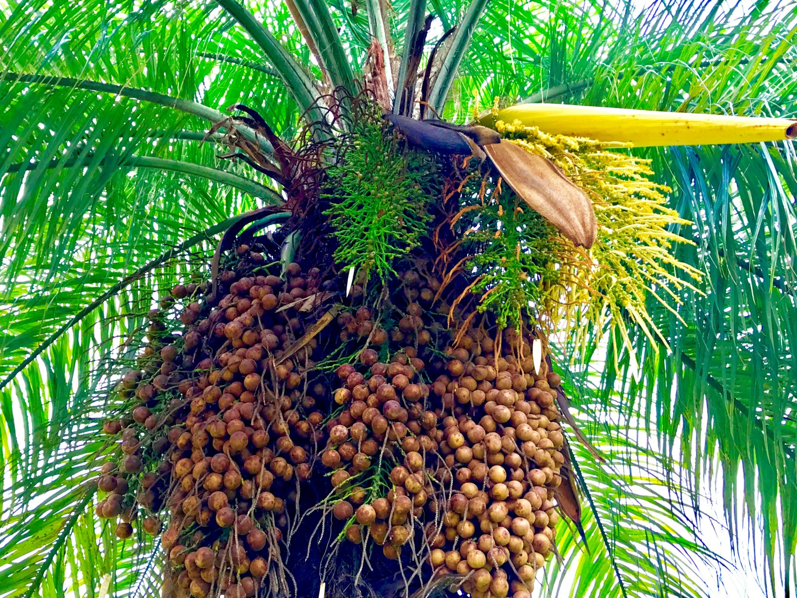Fruto da macaúba
